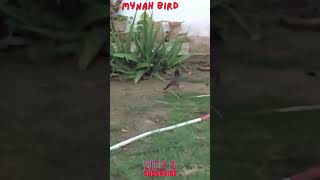 crested myna bird talking  Myna Bird  Myna bird trap easy  How to Trap Mynah Bird shorts [upl. by Ranique]