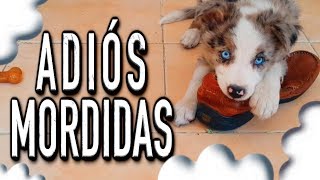 ADIÓS mordidas destrozos y MALAS conductas de mi perro  MartGon [upl. by Peppard]