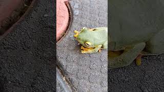 Green tree flying frog  Rhacophorus reinwardtii  malabar flying frog forest frogs westernghats [upl. by Kudva]