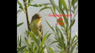 Frühlingskonzert der Vögel Zippammer Schafstelze GrauammerampCo [upl. by Rhodia]