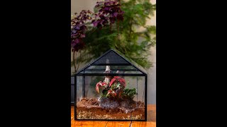 Plant a large terrarium for insect terrariumdiy diy mossterrarium [upl. by Sidwel]