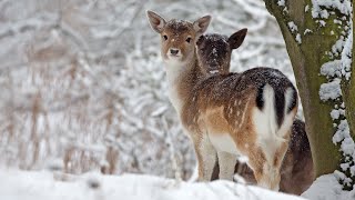 Beautiful Relaxing Music Peaceful Soothing Instrumental Music in 4k quotWinter Wildlifequot by Tim Janis [upl. by Alfie]