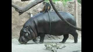 Monkey Riding a Pygmy Hippo MVI4818AVI [upl. by Amari]