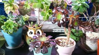 Aeonium Growing Tips and Updates aeonium succulents succulentcare [upl. by Alimac]