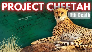 Why CHEETAHS are DYING in India Failure or Propoganda [upl. by Orlov829]