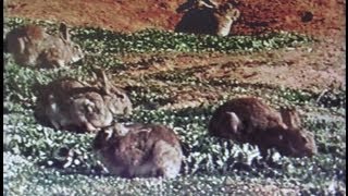 Invaders  Feral Animals amp Pests in Australia [upl. by Noiz]