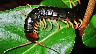 葉の上で寝るトビズムカデ Scolopendra mutilans （centipede、大百足） [upl. by Ennavoj399]