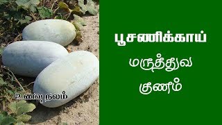 வெள்ளை பூசணிக்காய் பயன்கள் என்ன  Poosanikai Maruthuvam in Tamil Poosanikai Benefits [upl. by Purdum636]