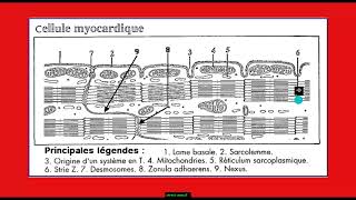 Quelle est la structure du myocarde Partie 2 [upl. by Nnairret234]