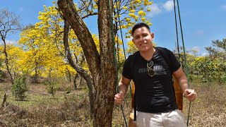 Florecimiento de los GUAYACANES en la Hacienda Las Habras  Colimes  Ecuador 2021 [upl. by Sclar92]