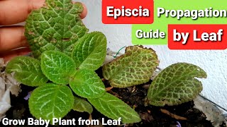 Episcia Flame Violet Propagation by Leaf  Guide amp Tips [upl. by Eurydice358]