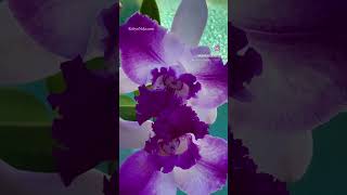 Cattleya Orchid orchidsofinstagram orchid orchids orchidgarden orchidcare plants plant [upl. by Amabel]