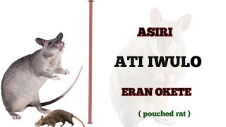 ASIRI ATI IWULO OKETE  pouched rat  Dromoodoagbatv [upl. by Phillada25]