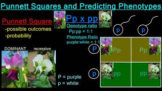 Determining Phenotypes [upl. by Imaon]