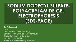 Sodium Dodecyl Sulfate  Polyacrylamide Gel Electrophoresis SDSPAGE [upl. by Drusi]