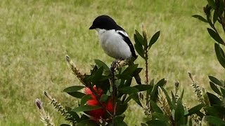 Fiscal Shrike aka Jackie Hangman or ButcherBird on Birding Planet [upl. by Asela]