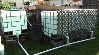 Outdoor Tilapia Aquaponics Setup  Easy and Cheap  Part 1 [upl. by Gerkman]