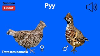 Pyy  Tetrastes bonasia  Hazel Grouse  järpe  TETBON [upl. by Ahsiele]