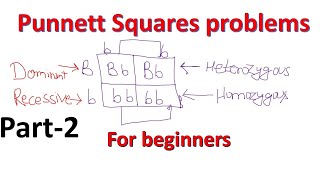 Punnett Square problems part2  genotype phenotype ratios  probability [upl. by Sorilda]