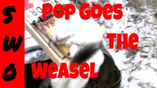 Weasel Trapping Sets Location and Catches [upl. by Ditmore]