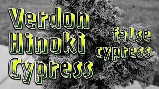 Verdon Hinoki Cypress Chamaecyparis obtusa Verdoni  Initial Prep  Prebonsai [upl. by Annayek]