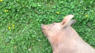 Tamworth Pig Grazing Laying Down [upl. by Nanete]