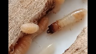 Just a random Termite video 😁 [upl. by Preuss293]