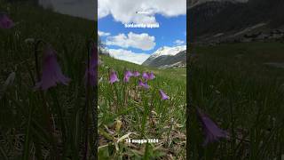 Livigno  Soldanella alpina [upl. by Sussman]