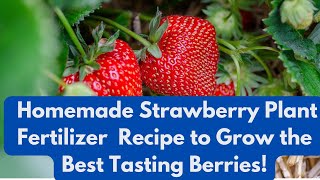 Homemade Strawberry Plant Fertilizer Recipe to Grow the Best Tasting Berries [upl. by Chappell]