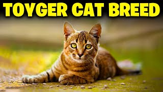 Toyger Cat Breed 101 Everything You Need To Know [upl. by Llewellyn881]