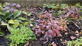 Midnight Wine Dwarf Weigela Update  November 23 [upl. by Etnaihc713]