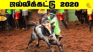 ஜல்லிக்கட்டு 2020  Trichy Manapparai Jallikattu 2020  Jallikattu  Jallikattu Highlights [upl. by Marks]