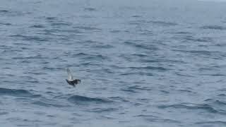 Northern Fulmar Fulmarus glacialis Flying Across the Water  Shearwater Journeys [upl. by Ytirahc]