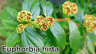 TEM no SEU QUINTAL Euphorbia Hirta  ERVA de SANTA LUZIA [upl. by Elehcir]