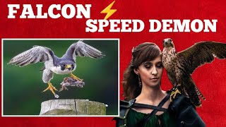 Falcons speed Breaker the fastest Bird Of All time FALCON speed demons Killed a Man [upl. by Annahpos]