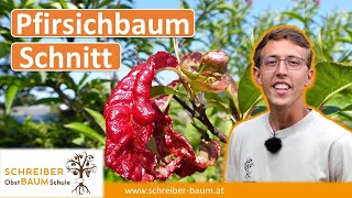 Pfirsichbaum nach Kräuselkrankheit schneiden  so hältst du deine Bäume gesund [upl. by Aleen]