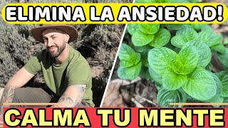 6 Plantas Milagrosas para Reducir el Estrés y el Cortisol Naturalmente [upl. by Flann908]