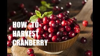 캐나다 크렌베리 수확 방법 How to harvest Cranberry [upl. by Lennaj]