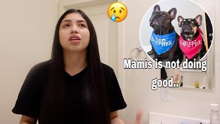 REHOMING OUR DOGS  STRUGGLES WITH MOM GUILT  MOMMY VLOG [upl. by Einaffets317]