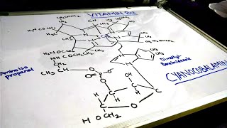 ALL ABOUT VITAMIN B12 COBALAMINESTUDY [upl. by Repinuj537]