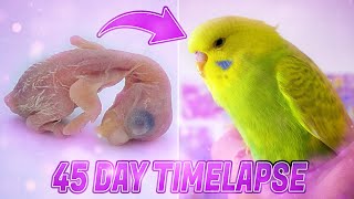 BUDGIE GROWTH STAGES  First 44 Days of Babies Timelapse [upl. by Wash]