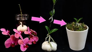 Orchids Propagation Grow Many Baby Orchids On Flower Stalk How It’s Done [upl. by Ivor147]