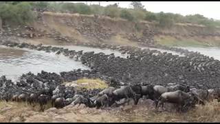 Gosheni Safaris Serengeti Wildebeest River Crossing Migration [upl. by Pauline]