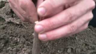 Kalemljenje voca  Fruit trees cleft graft HD [upl. by Inami]