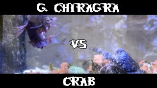 Gonodactylus Chiragra VS Crab [upl. by Yran]