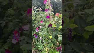 My sweet peas just keep flowering My new method of growing them has been a resounding success [upl. by Jansson923]