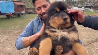 Dangerous Tibetan Mastiff dogs in Haldwani  Tibetan Mastiff puppies [upl. by Luciana115]