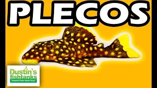 PLECOS  TOP 10 Aquarium PLECO FISH Bristlenose Zebra Plecos [upl. by Raney]