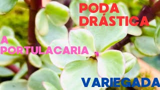 Poda drástica he información importante al trasplantar portulacaria variegada [upl. by Drahser]