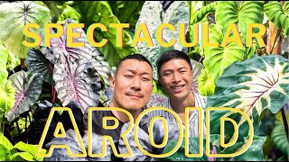 COLOCASIA  All You Need to Know About this Highly Underrated AROID  Discover RARE Varieties [upl. by Luzader]